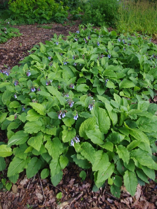 Symphytum ibericum 'Blaueglocken'