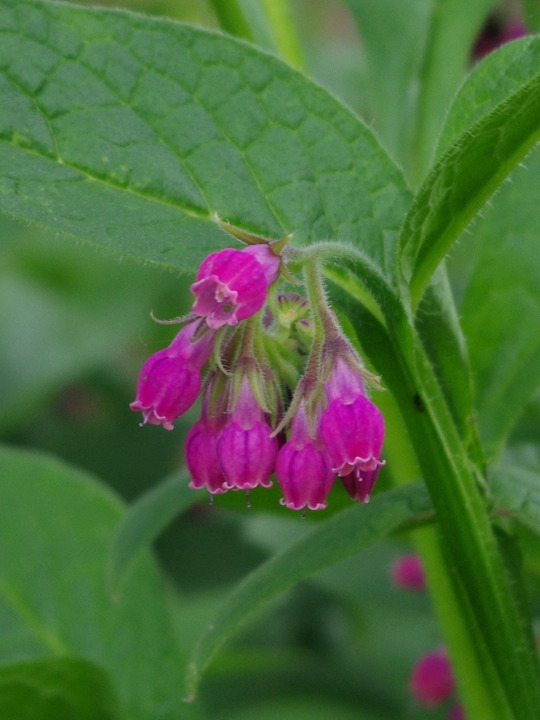 Symphytum 'Romanian Red'