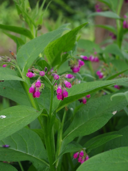 Symphytum 'Romanian Red'