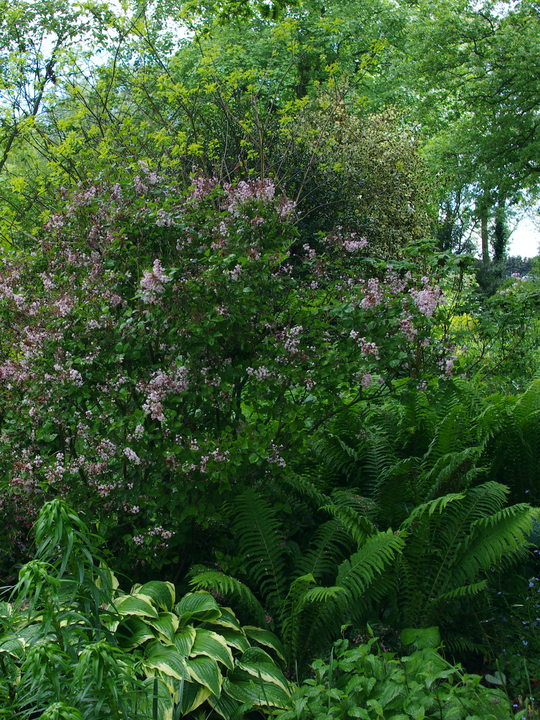 Syringa meyeri 'Palibin'