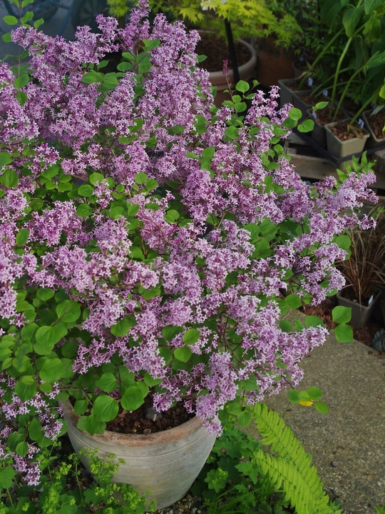 Syringa meyeri 'Palibin'