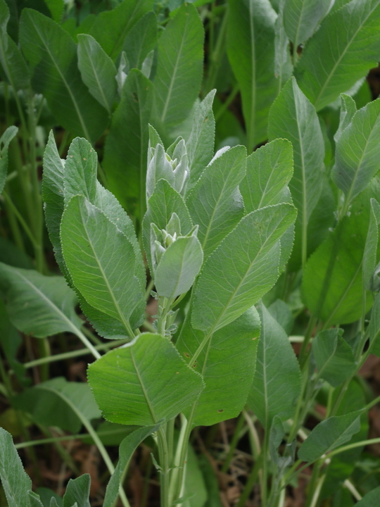 Tanacetum balsamita