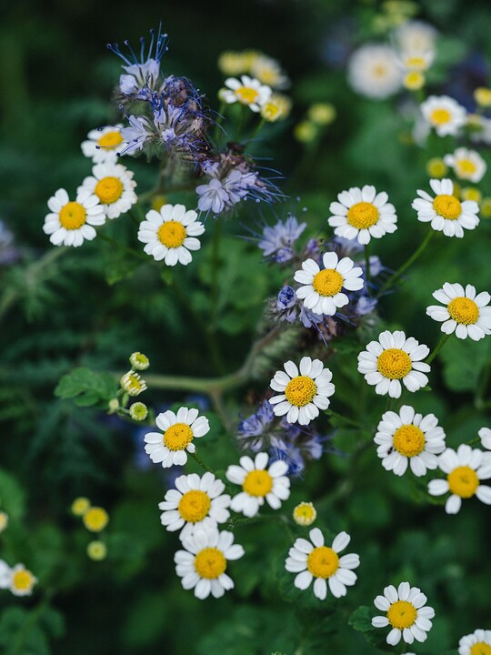 Tanacetum niveum