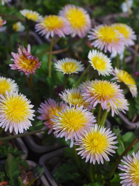 Taraxacum pseudoroseum
