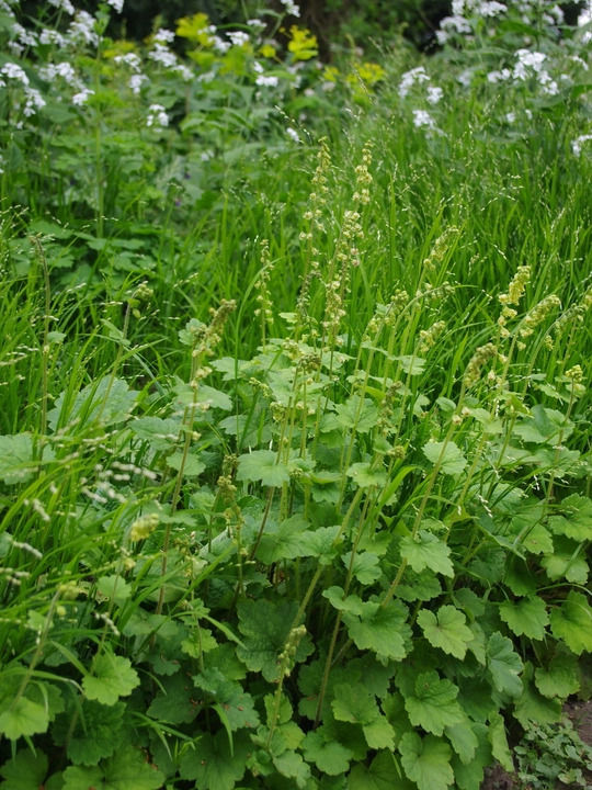 Tellima grandiflora Odorata Group
