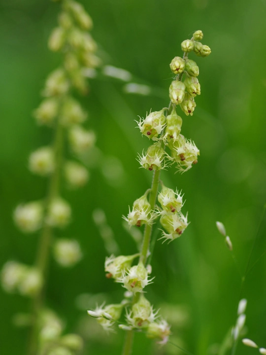 Tellima grandiflora Odorata Group