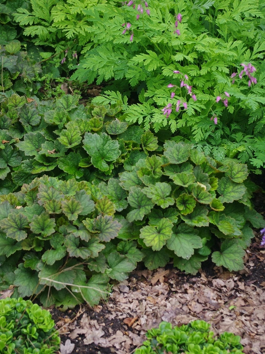 Tellima grandiflora Rubra Group