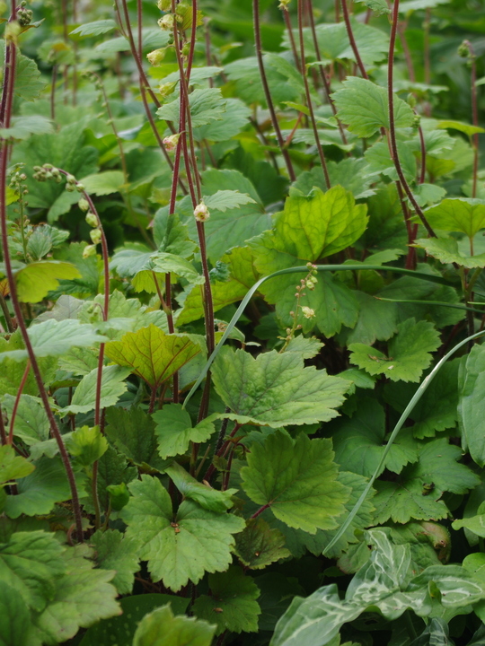 Tellima grandiflora Rubra Group