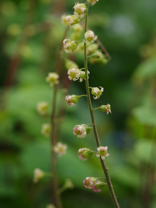 Tellima grandiflora Rubra Group