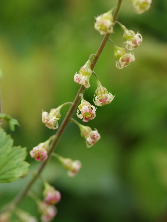 Tellima grandiflora Rubra Group