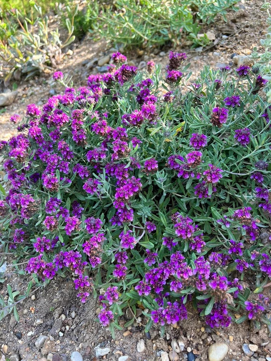 Teucrium ackermannii