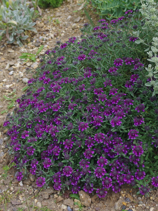 Teucrium ackermannii