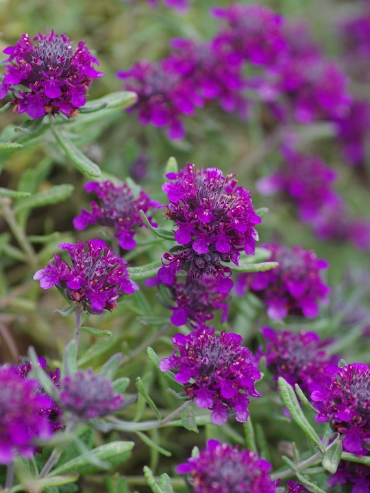 Teucrium ackermannii