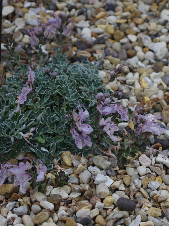 Teucrium aroanium