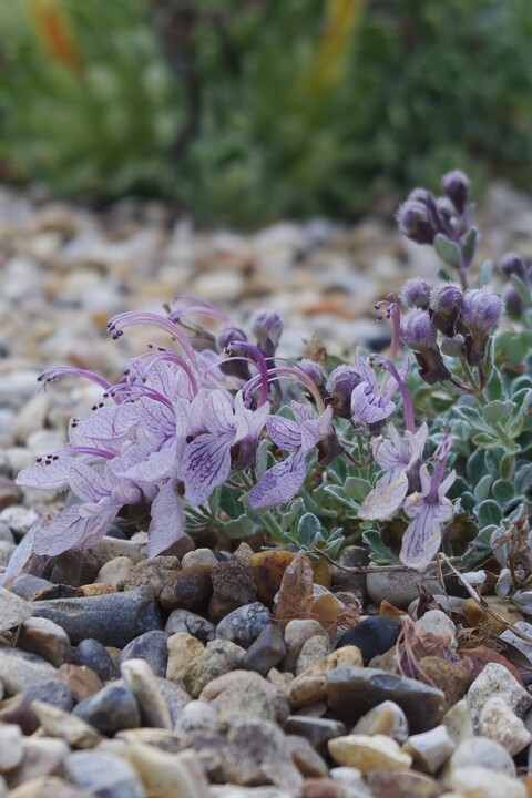 Teucrium aroanium