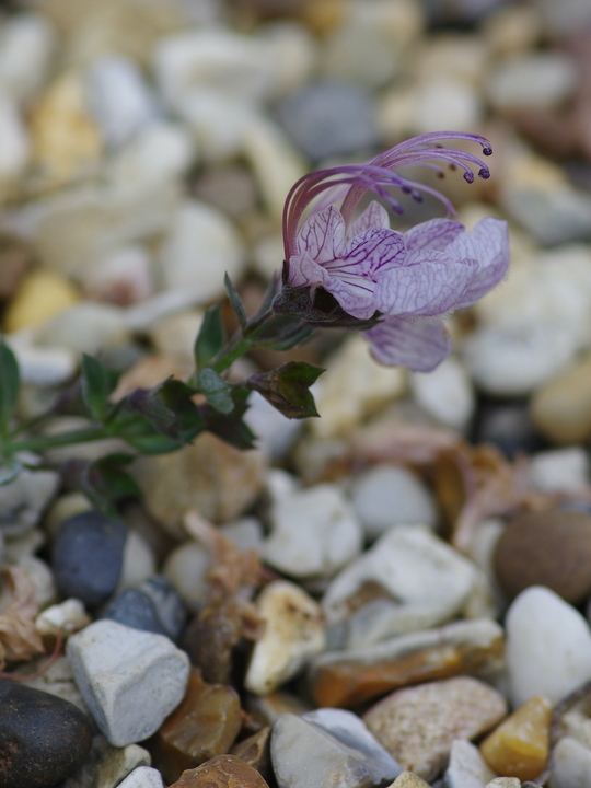 Teucrium aroanium