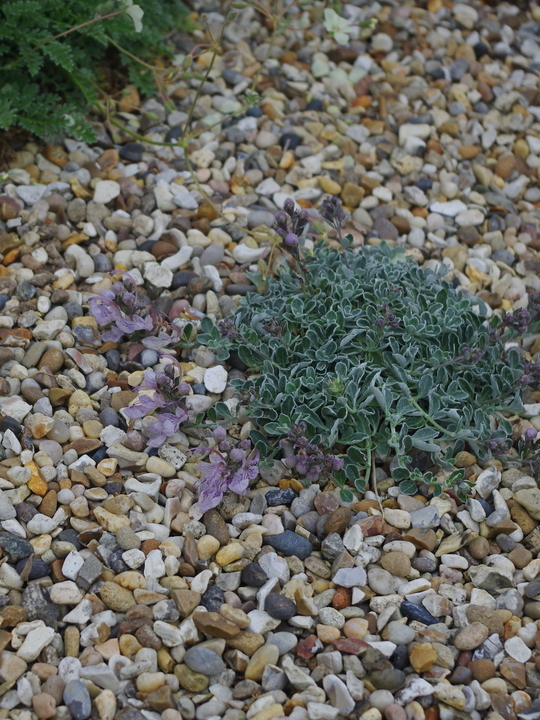 Teucrium aroanium