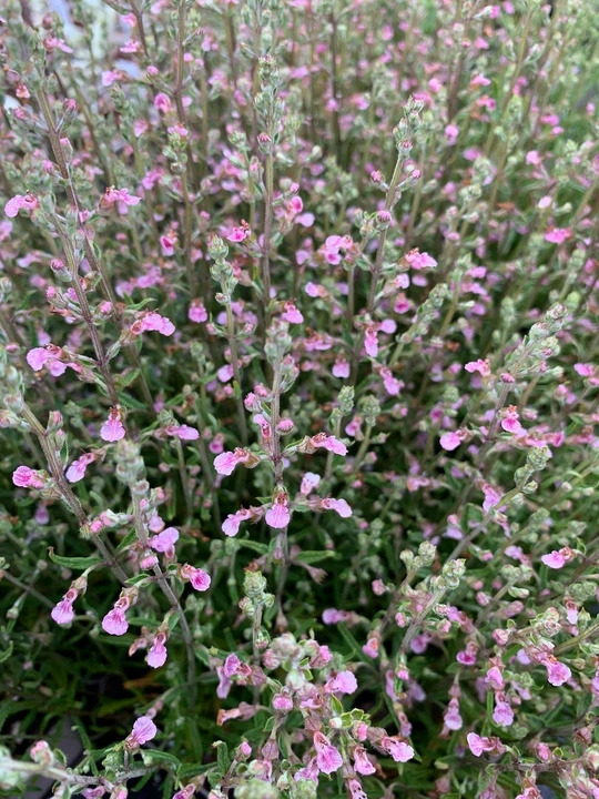 Teucrium asiaticum