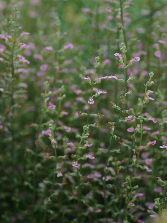 Teucrium asiaticum