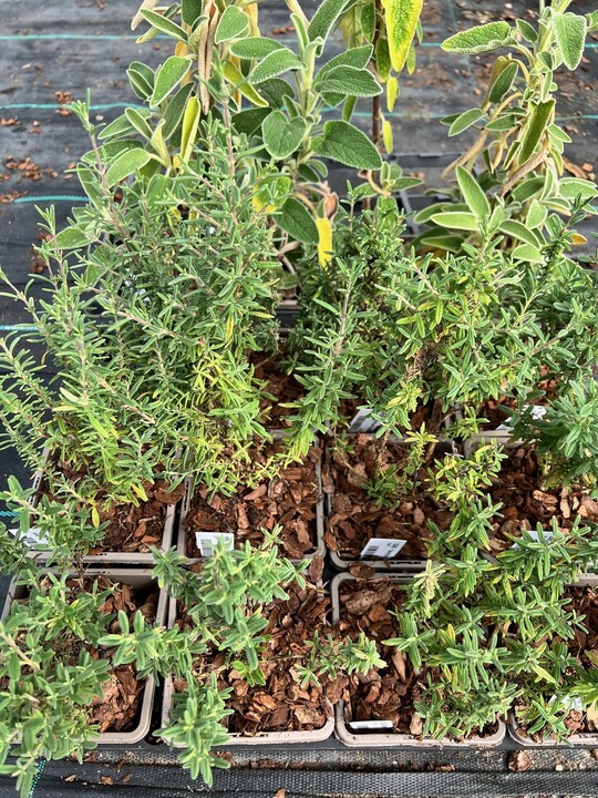 Teucrium brevifolium