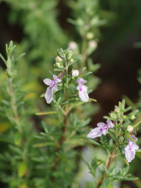 Teucrium brevifolium