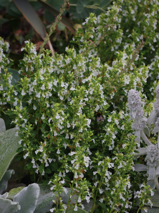 Teucrium chamaedrys f. albiflora