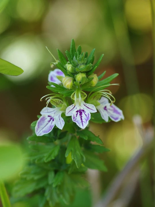 Teucrium chamaedrys
