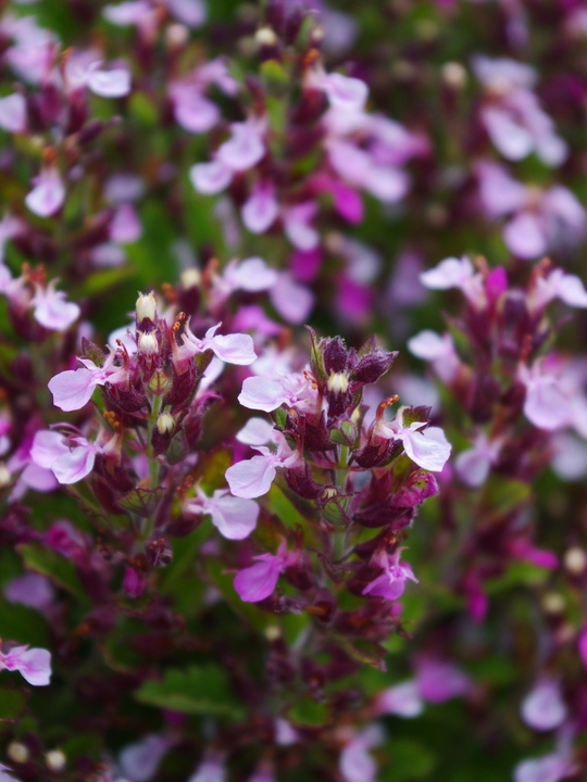 Teucrium chamaedrys
