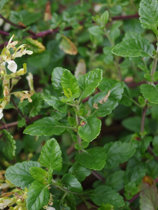 Teucrium flavum