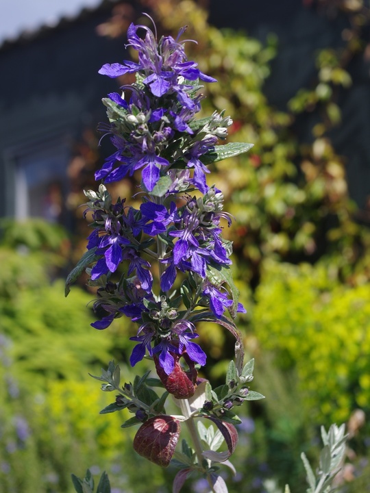 Teucrium fruticans 'Azureum'