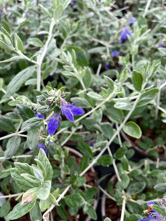 Teucrium fruticans dark blue form