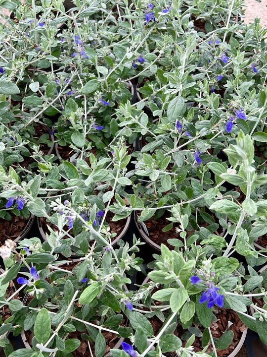 Teucrium fruticans dark blue form