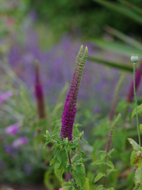 Teucrium hircanicum
