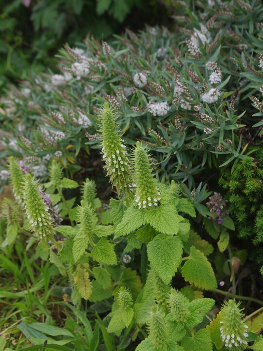 Teucrium lamiifolium