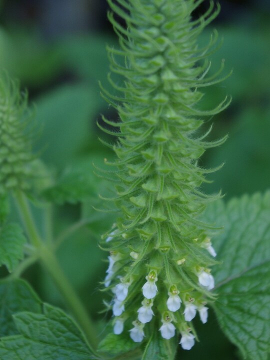 Teucrium lamiifolium