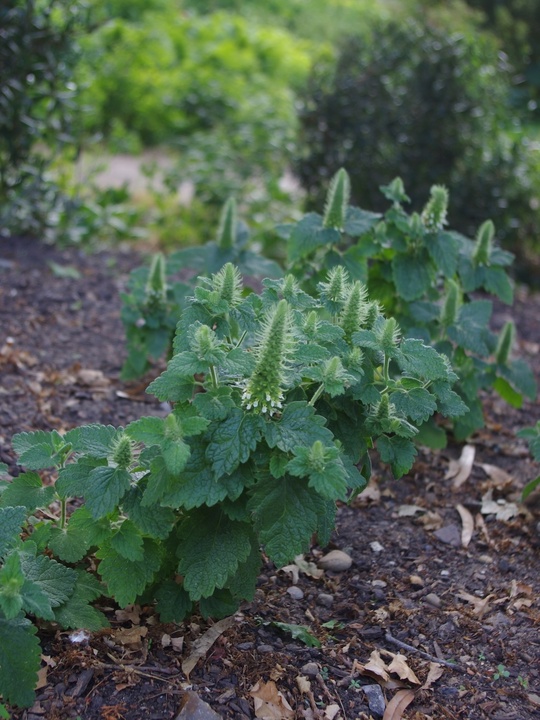 Teucrium lamiifolium