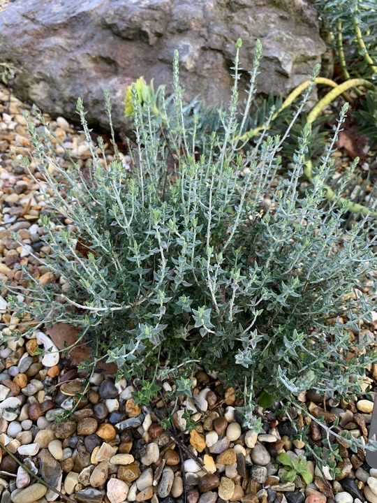 Teucrium marum ex Corsica