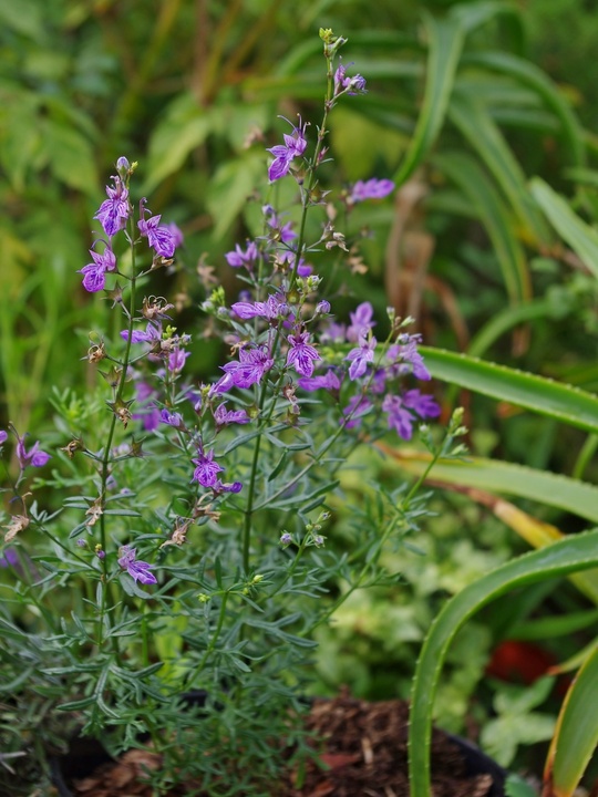 Teucrium orientale