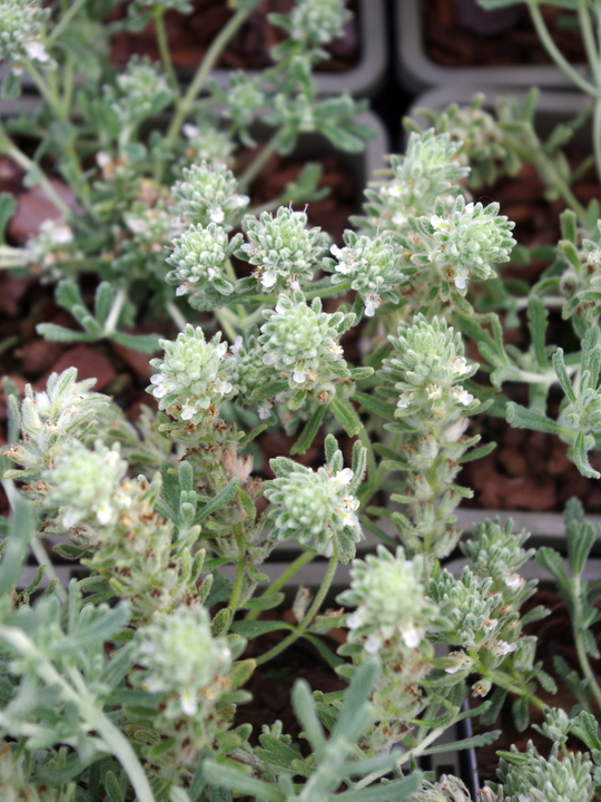 Teucrium polium