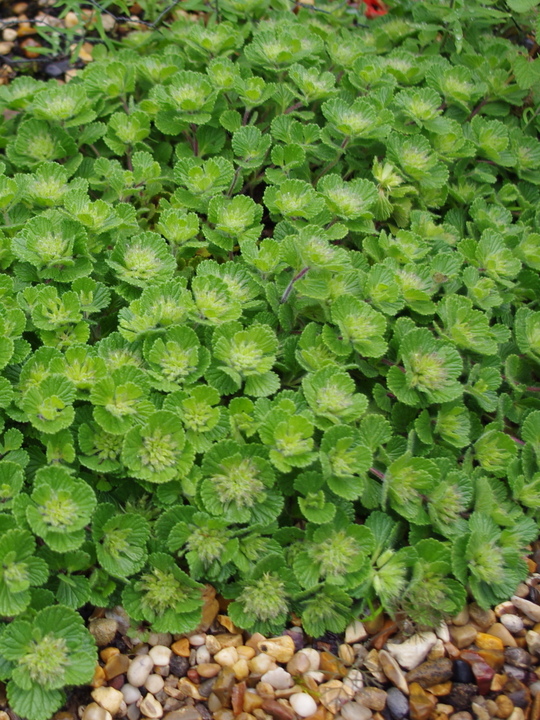 Teucrium pyrenaicum bi-coloured