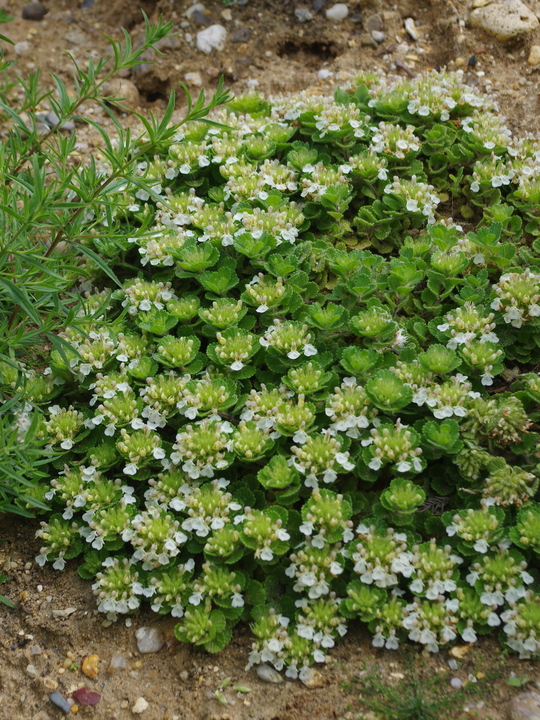 Teucrium pyrenaicum