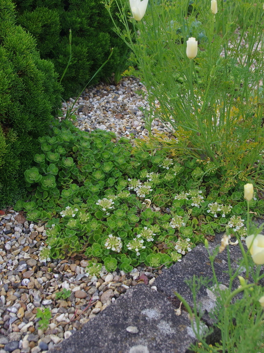 Teucrium pyrenaicum