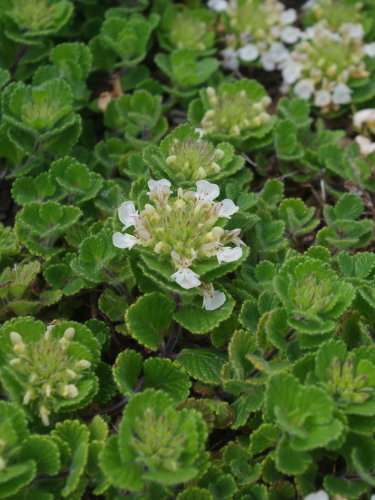 Teucrium pyrenaicum