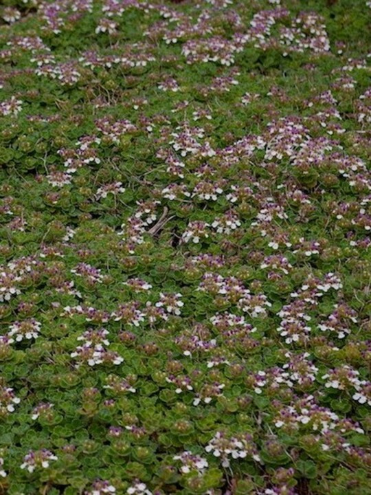 Teucrium pyrenaicum bi-coloured