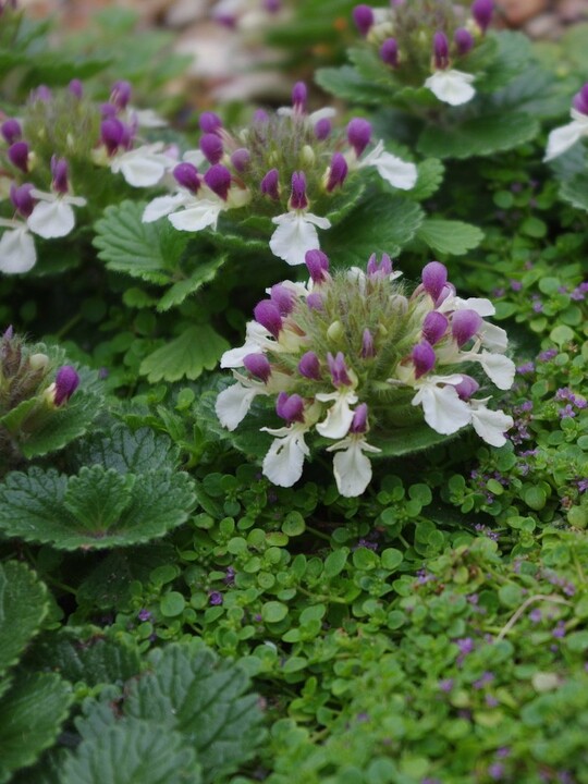 Teucrium pyrenaicum bi-coloured