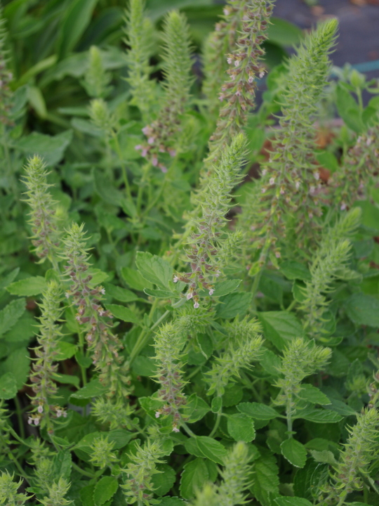 Teucrium sp. from North Macedonia