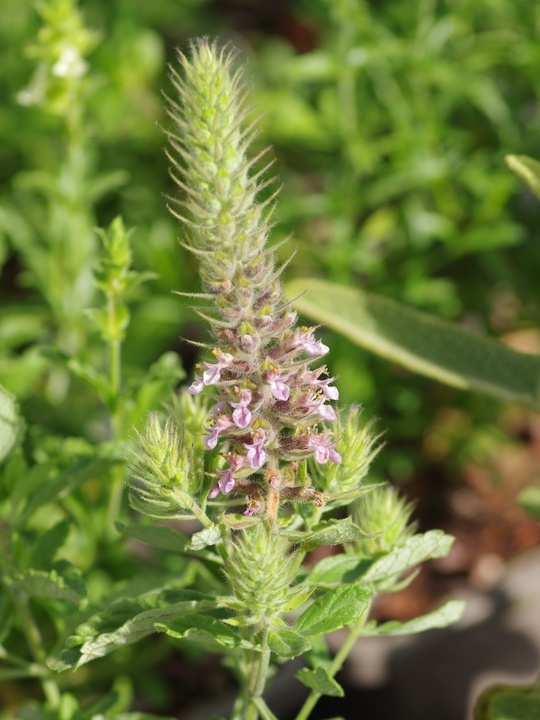 Teucrium sp. from North Macedonia