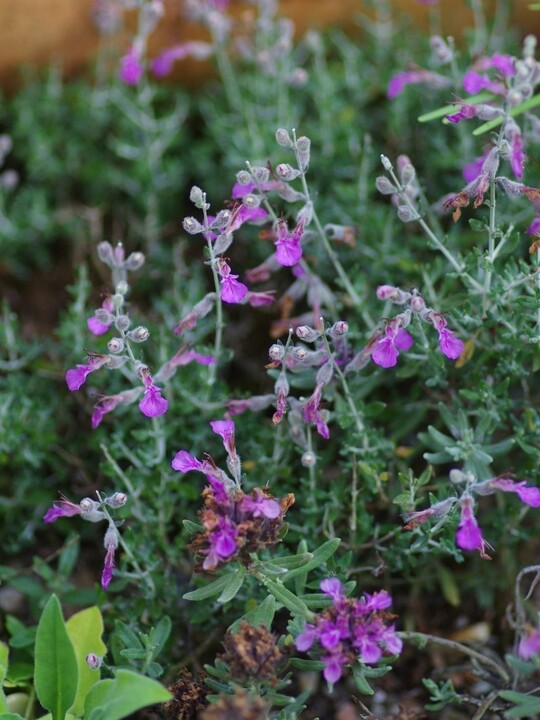 Teucrium subspinosum