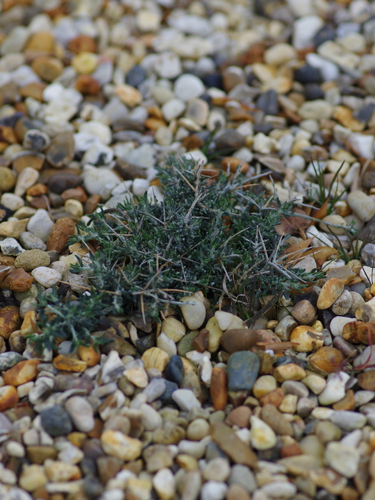 Teucrium subspinosum