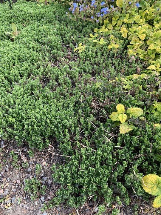 Teucrium x lucidrys Gravel Garden